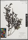 Foto von Salix purpurea L.